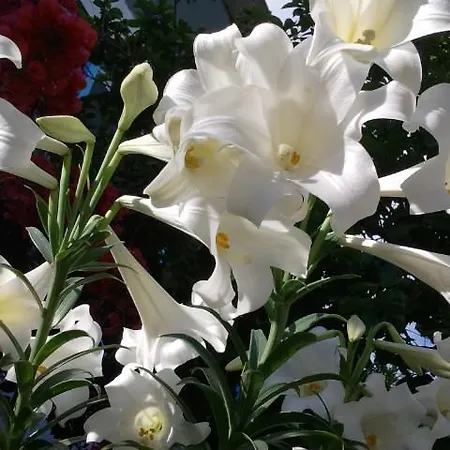 Milios 3* Megalon Chorion (Tilos)