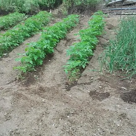 Milios Мини-отель Megalon Chorion (Tilos)