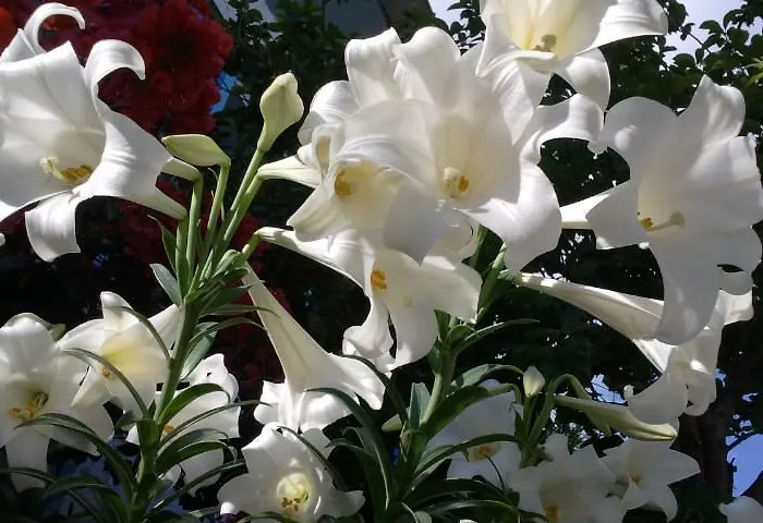 Milios 3* Megálon Choríon